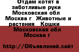Отдам котят в заботливые руки - Московская обл., Москва г. Животные и растения » Кошки   . Московская обл.,Москва г.